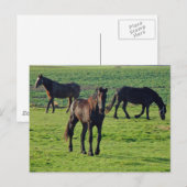 Pferde Postkarte (Vorne/Hinten)