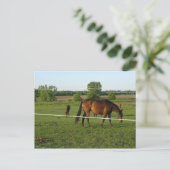 Pferde Postkarte (Stehend Vorderseite)