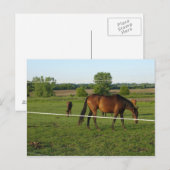 Pferde Postkarte (Vorne/Hinten)