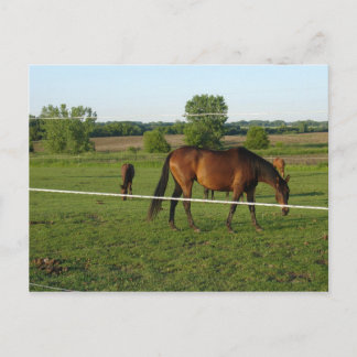 Pferde Postkarte