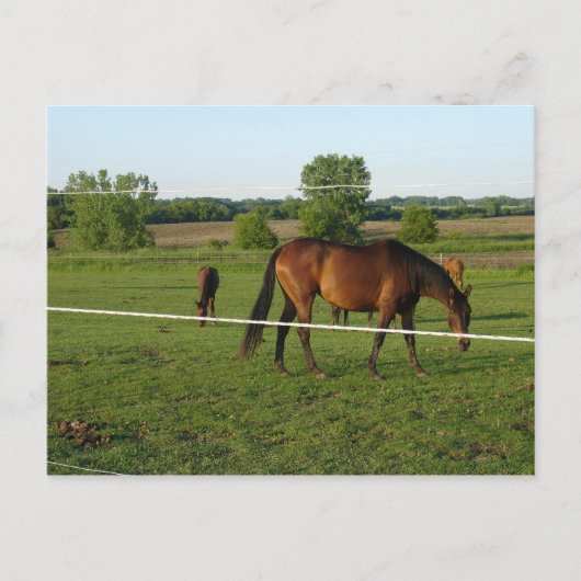 Pferde Postkarte (Vorderseite)