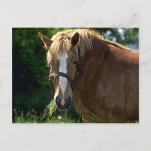 Pferde Postkarte