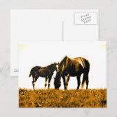 Pferde Postkarte (Vorne/Hinten)