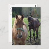 Pferde Postkarte (Vorne/Hinten)