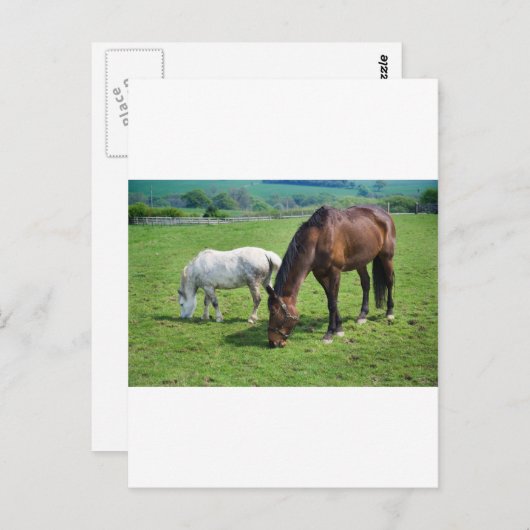Pferde Postkarte (Vorne/Hinten)
