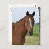 Pferde Postkarte (Vorne/Hinten)