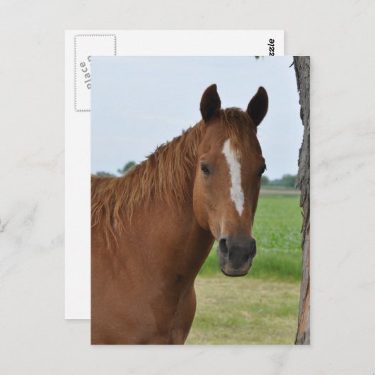 Pferde Postkarte (Vorne/Hinten)