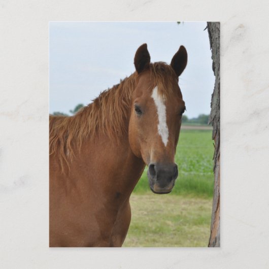 Pferde Postkarte (Vorderseite)