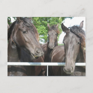 Pferde Postkarte