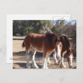 Pferde Postkarte (Vorne/Hinten)