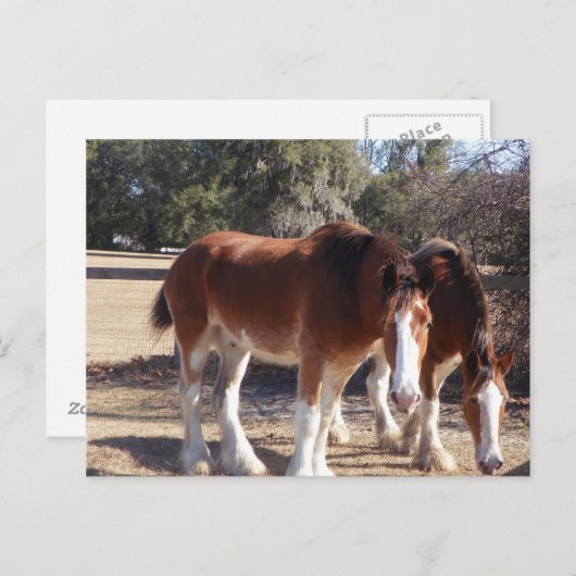 Pferde Postkarte (Vorne/Hinten)