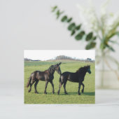 Pferde Postkarte (Stehend Vorderseite)