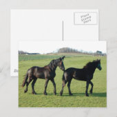 Pferde Postkarte (Vorne/Hinten)