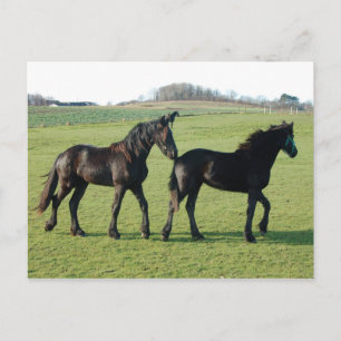 Pferde Postkarte