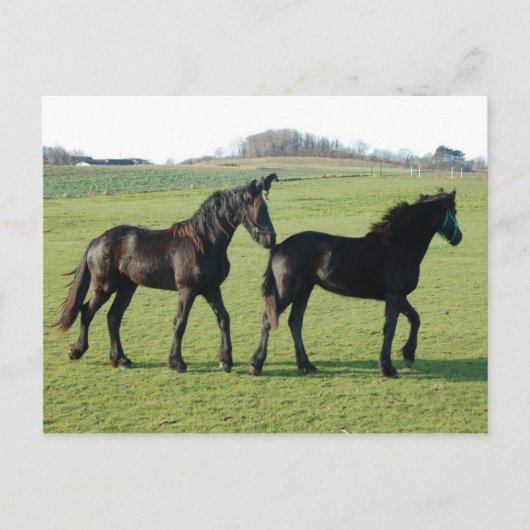 Pferde Postkarte (Vorderseite)