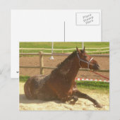 Pferde Postkarte - Heste Postkort (Vorne/Hinten)
