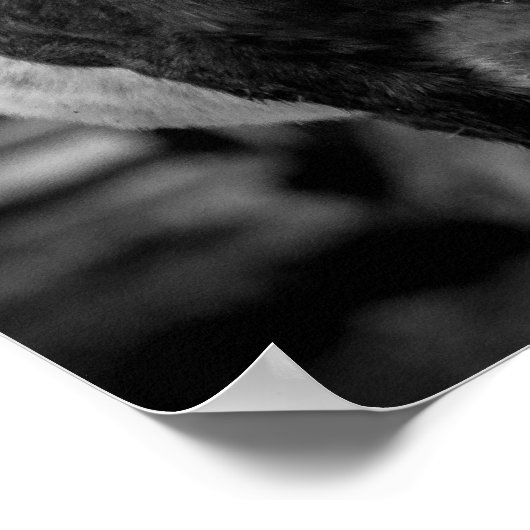 Pferde Print/Poster Poster (Ecke)