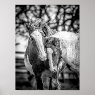 Pferde Print/Poster Poster