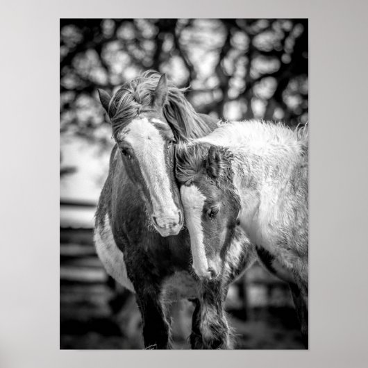 Pferde Print/Poster Poster (Vorne)