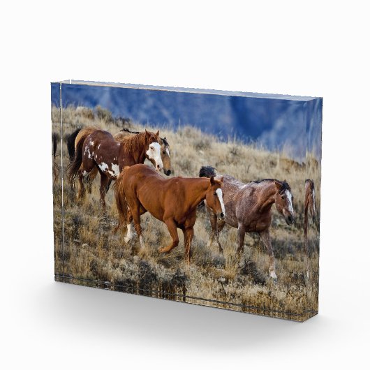 Pferde Roaming in den Hügeln Fotoblock (Rechts)