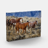 Pferde Roaming in den Hügeln Fotoblock (Links)