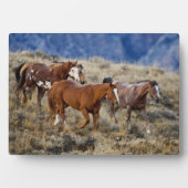 Pferde Roaming in den Hügeln Fotoplatte (Vorderseite)