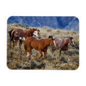 Pferde Roaming in den Hügeln Magnet (Horizontal)