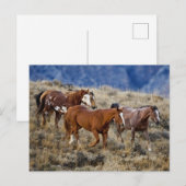 Pferde Roaming in den Hügeln Postkarte (Vorne/Hinten)