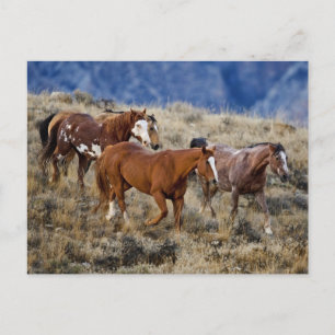 Pferde Roaming in den Hügeln Postkarte