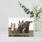 Pferde Schauspiel albern Postkarte (Stehend Vorderseite)