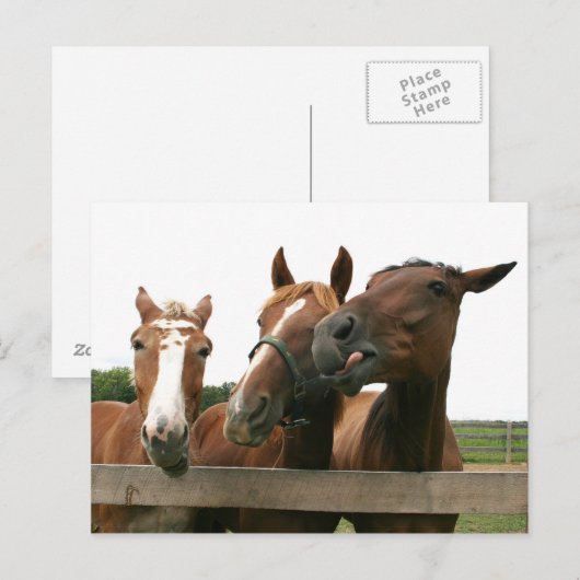 Pferde Schauspiel albern Postkarte (Vorne/Hinten)