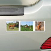 Pferde - schöne Pferde Autoaufkleber (Auf Auto)