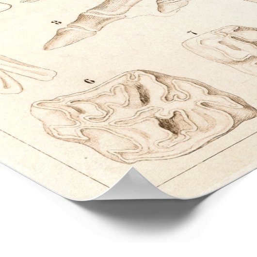 Pferde Skeletton Veterinärmedizinische Anatomie Pr Poster (Ecke)