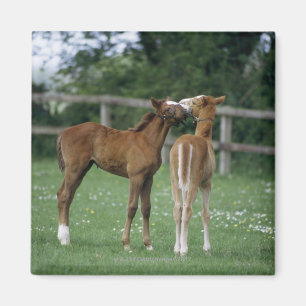 Pferde - Thoroughbreds, Fohlen, Magnet