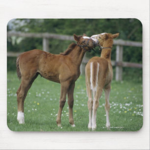 Pferde - Thoroughbreds, Fohlen, Mousepad