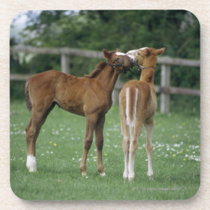 Pferde - Thoroughbreds, Fohlen, Untersetzer