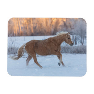 Pferde-Treck im Winter auf der Hideout Ranch Magnet