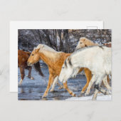 Pferde überqueren den Strom Postkarte (Vorne/Hinten)