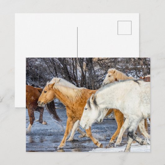 Pferde überqueren den Strom Postkarte (Vorne/Hinten)
