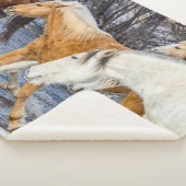Pferde überqueren den Strom Sherpadecke (3/4)