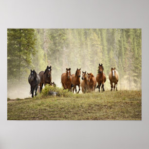 Pferde überqueren einen kleinen Hügel während des Poster