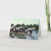 Pferde überqueren Wasser