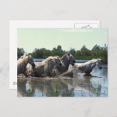 Pferde überqueren Wasser Postkarte (Vorne/Hinten)