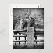 Pferde Umarmung - Pferde Liebe Fotografie Postkarte (Vorne/Hinten)