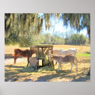 Pferde und Donkey - Auf dem Bauernplakat Poster