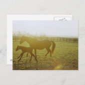 Pferde und Fohlen auf Weideland Postkarte (Vorne/Hinten)