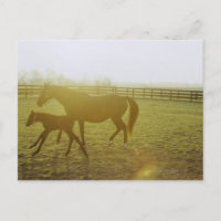 Pferde und Fohlen auf Weideland