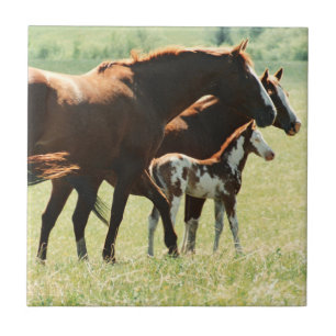 Pferde und Fohlen-Bild Fliese