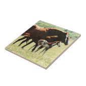 Pferde und Fohlen-Bild Fliese (Seite)