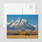 Pferde und Grand Tetons, Elchkopfranke Postkarte (Vorne/Hinten)